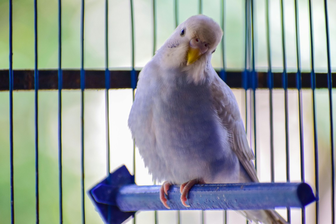 Différentes espèces d'oiseaux domestiques