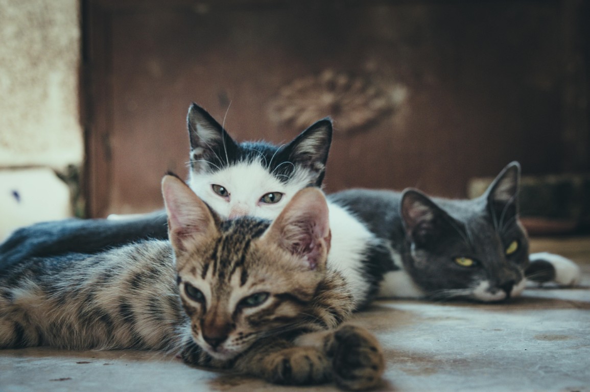 Différentes races de chats