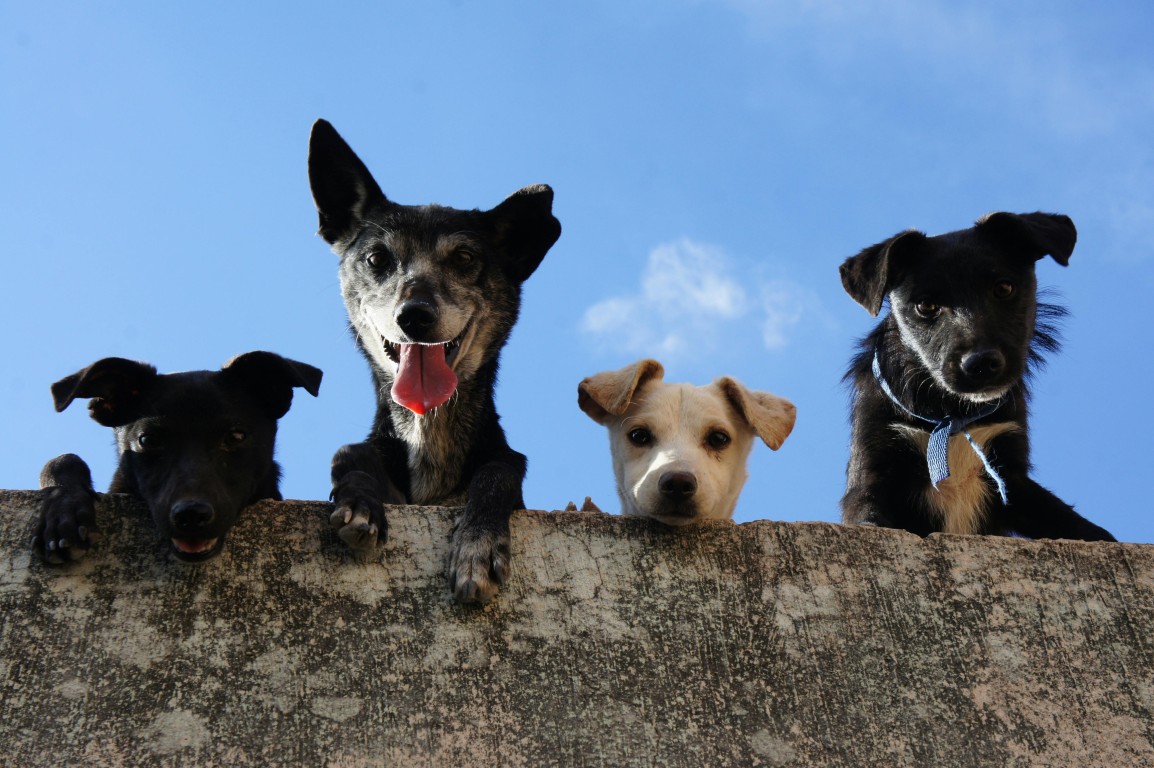 Différentes races de chiens