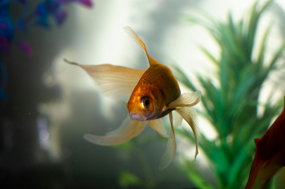 Aquarium avec différentes espèces de poissons