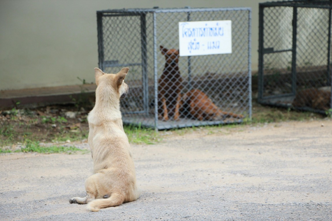 Adoption d'un animal dans un refuge