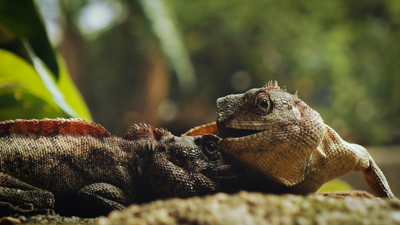 Différentes espèces de reptiles domestiques