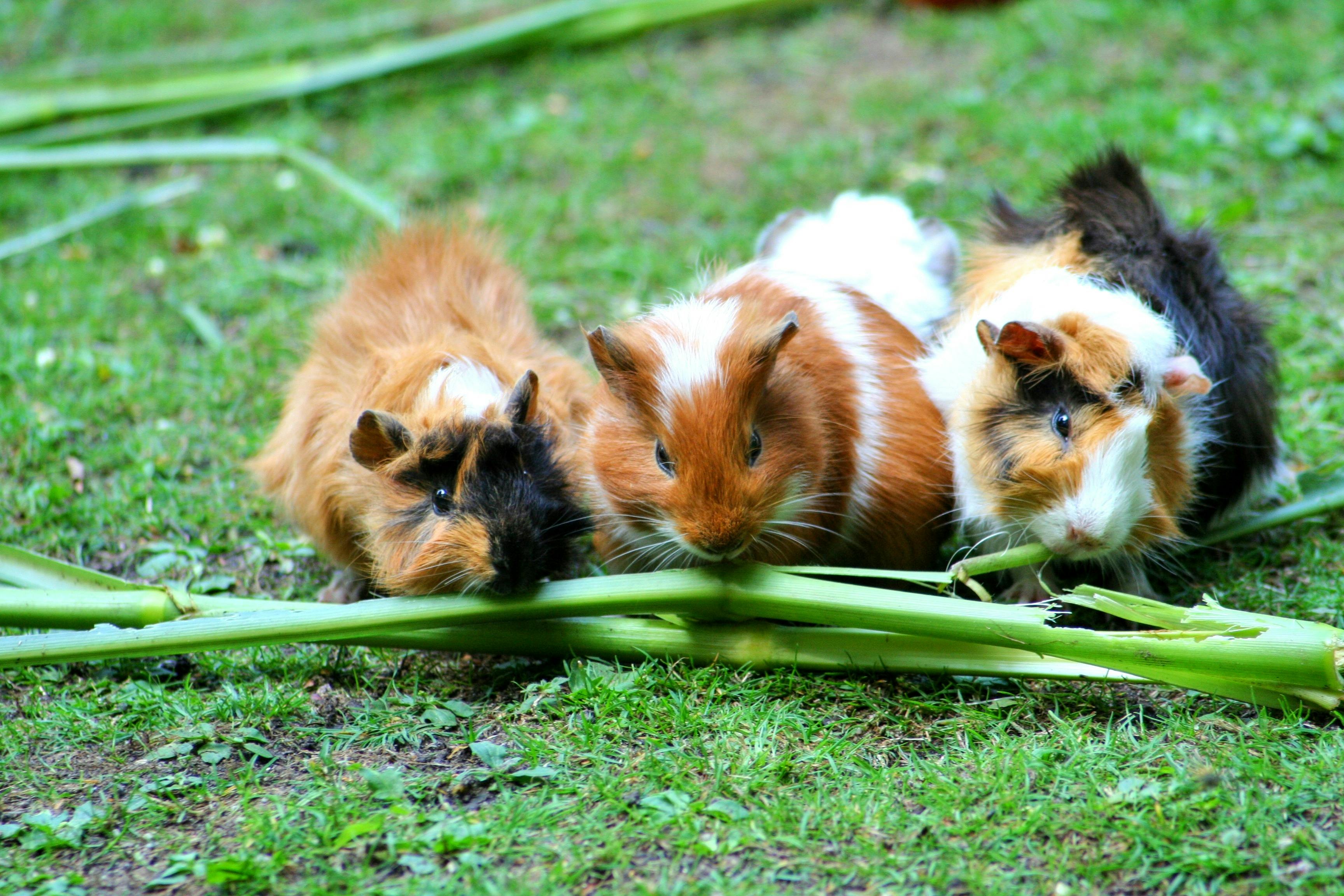 Petits mammifères comme animaux de compagnie